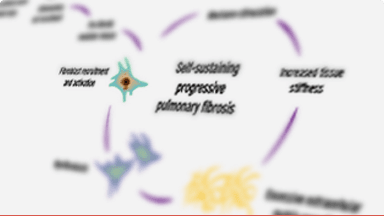 Schema care demonstrează fiziopatologia fibrozei progresive autoîntreținute în PID fibrozantă progresivă.