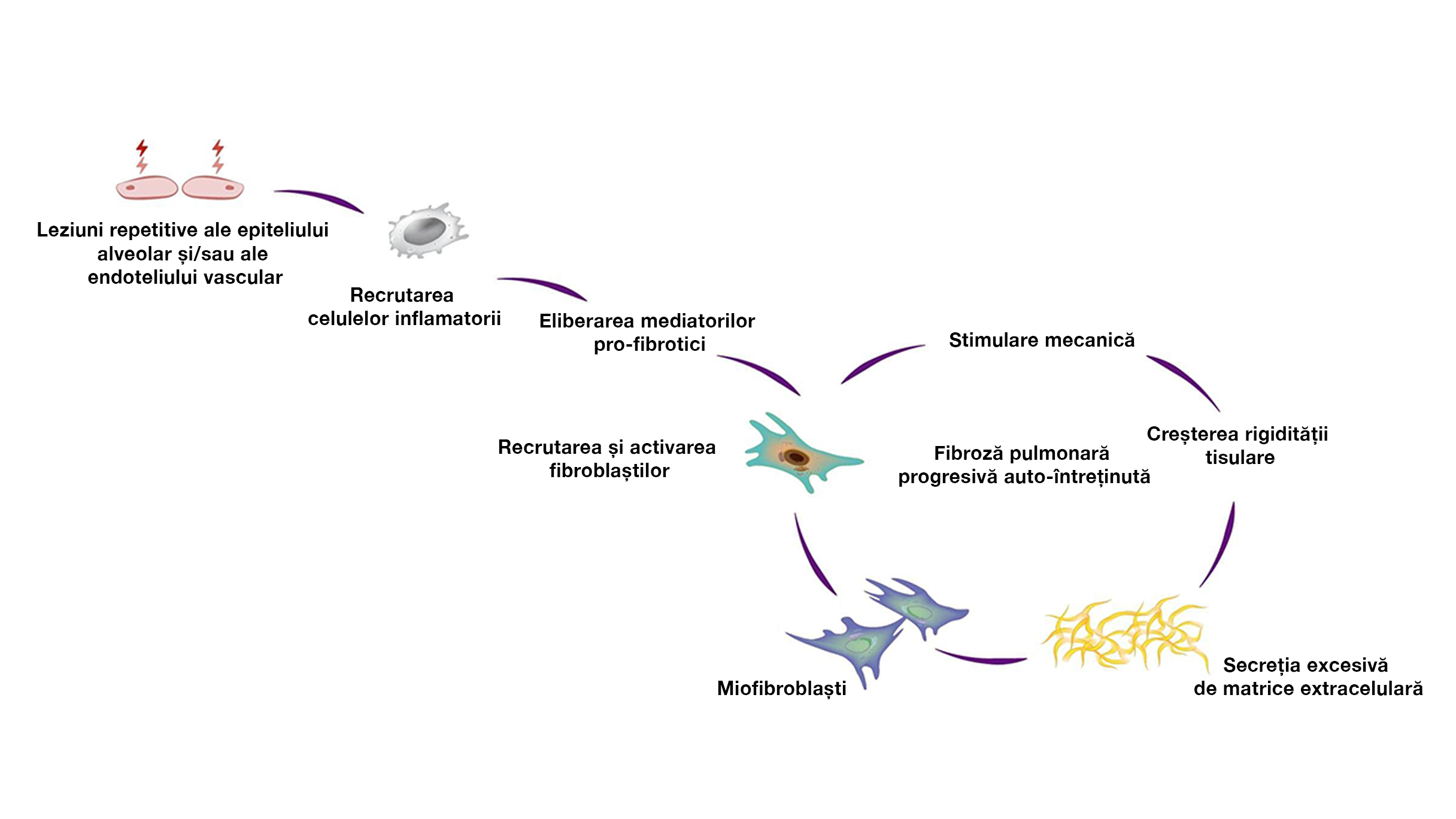 Mecanisme care contribuie la automenținerea fibrozei progresive în PID