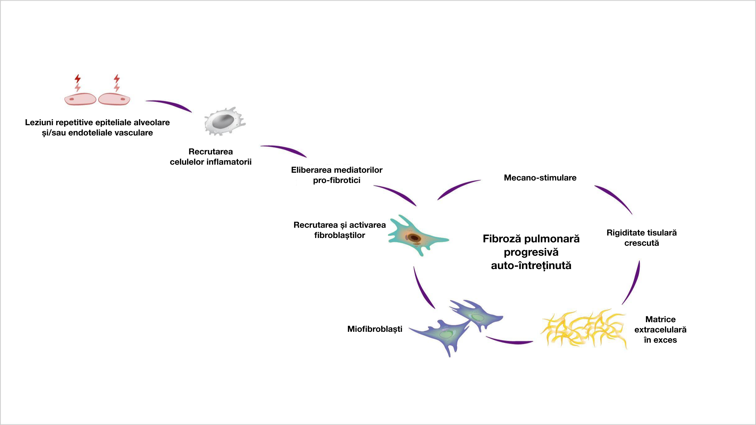 Mecanismul de fibroză avansată