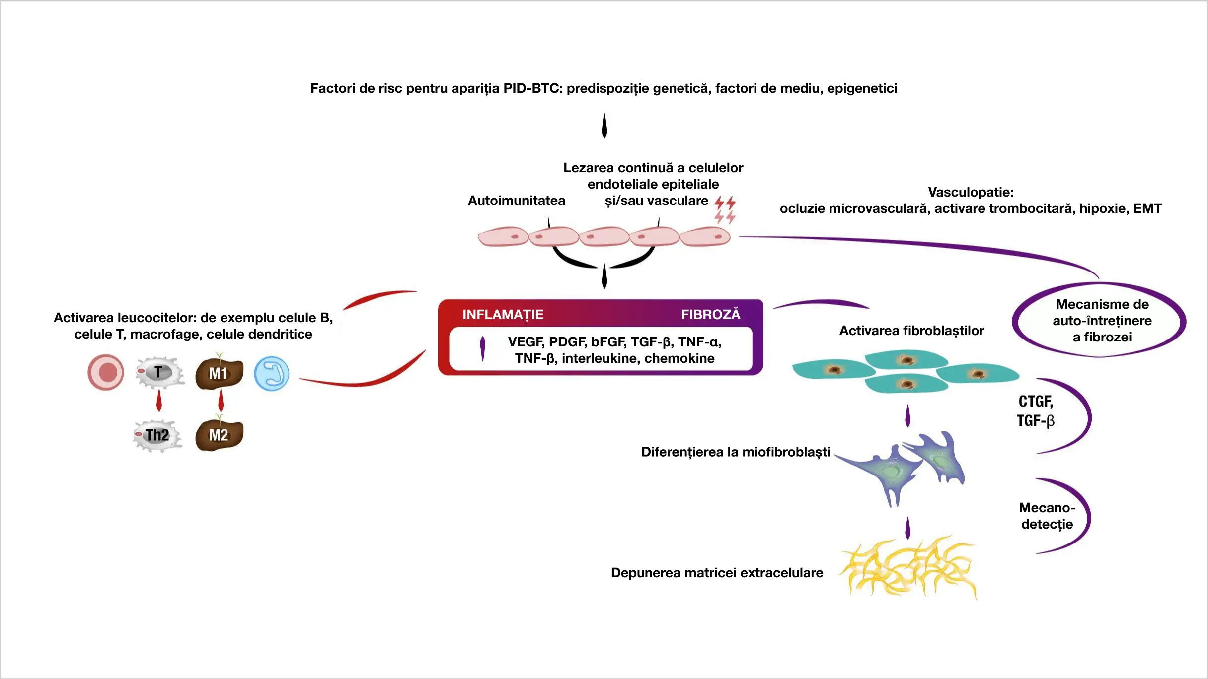 Mecanismele din spatele inflamației și fibrozei în patogeneza PID-BTC